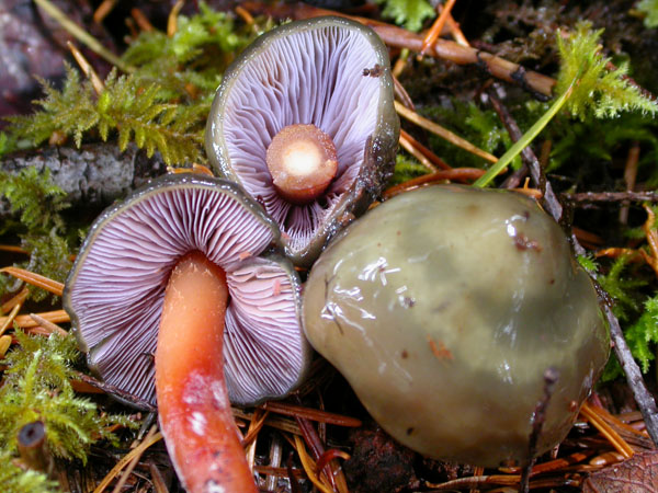 Phaeocollybia fallax